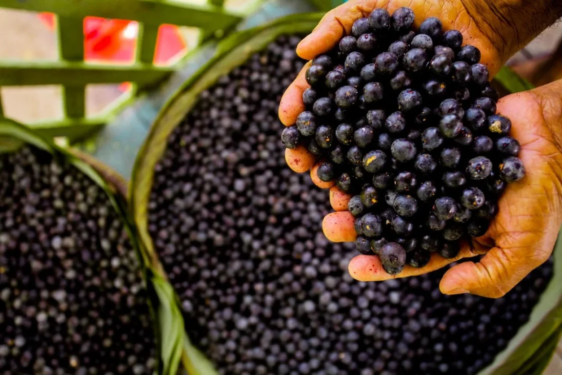 Produção de açaí ameaça a tradição cultural do Pará, aponta relatório