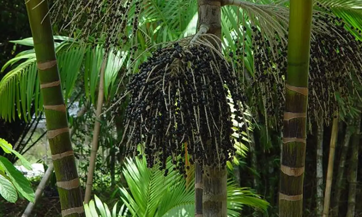 Projeto transforma áreas de queimada em produção sustentável no Marajó