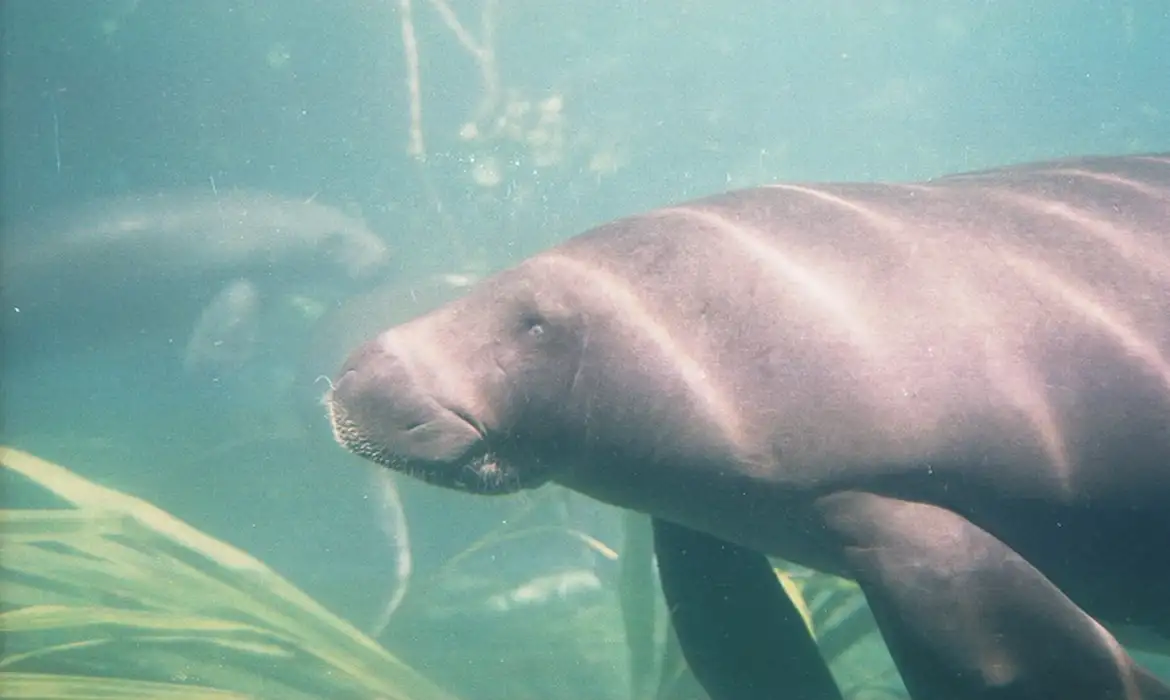 Peixe-boi é reconhecido como patrimônio cultural imaterial do Pará