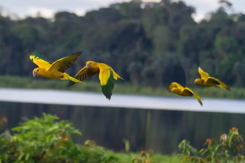 No Pará, projeto reintroduz ararajubas na natureza e marca novo capítulo na conservação da espécie