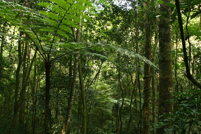 Embrapa lança curso gratuito sobre recomposição de regiões deterioradas na Amazônia