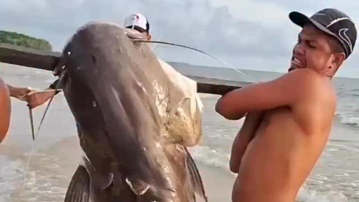 Filhote de piraíba é capturado por pescadores na Baía do Marajó, no Pará