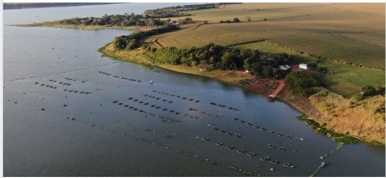 Governo desmente boatos e reafirma que cultivo de tilápia não será proibido no Brasil