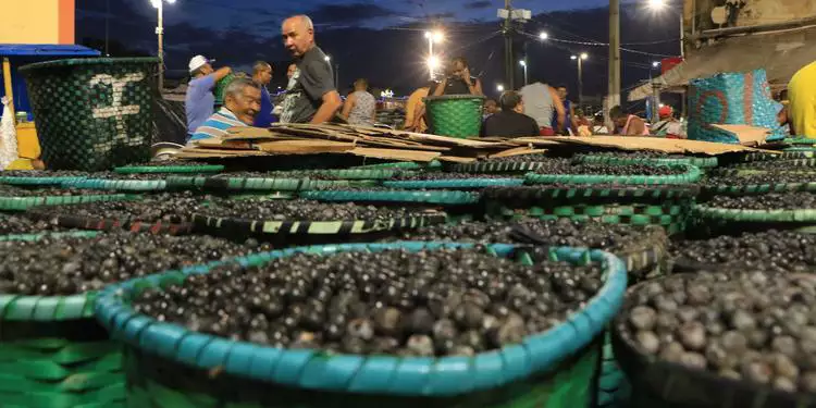 Suspensão de tarifaço de 40% dos EUA é celebrada por produtores de agricultura do Pará