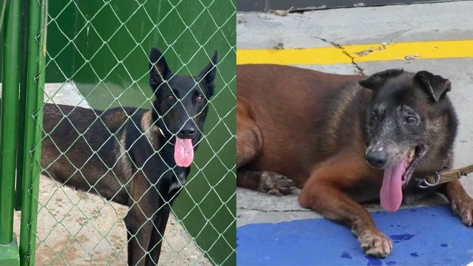 Morre Ziah, primeiro cão policial da Guarda Municipal de Marabá