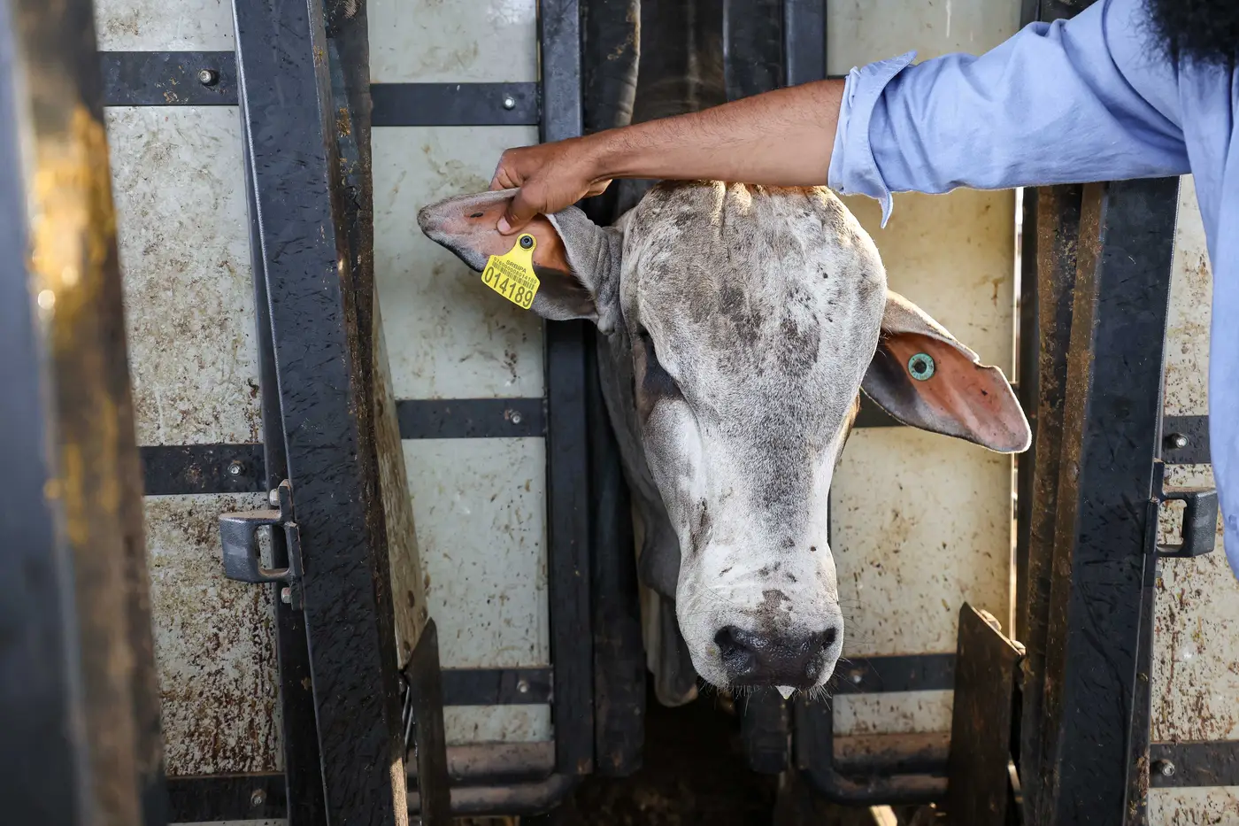 A partir de 1º de janeiro só poderão transitar no Pará bovinos e bubalinos com identificação individual