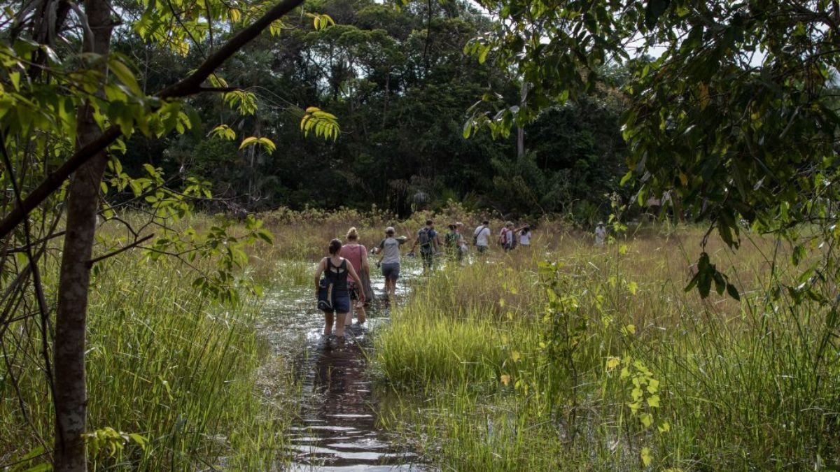 UFPA desenvolve projeto pioneiro para preservar biodiversidade amazônica