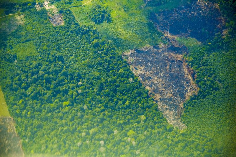 Pará registra queda de 51% no desmatamento e lidera resultados positivos na Amazônia