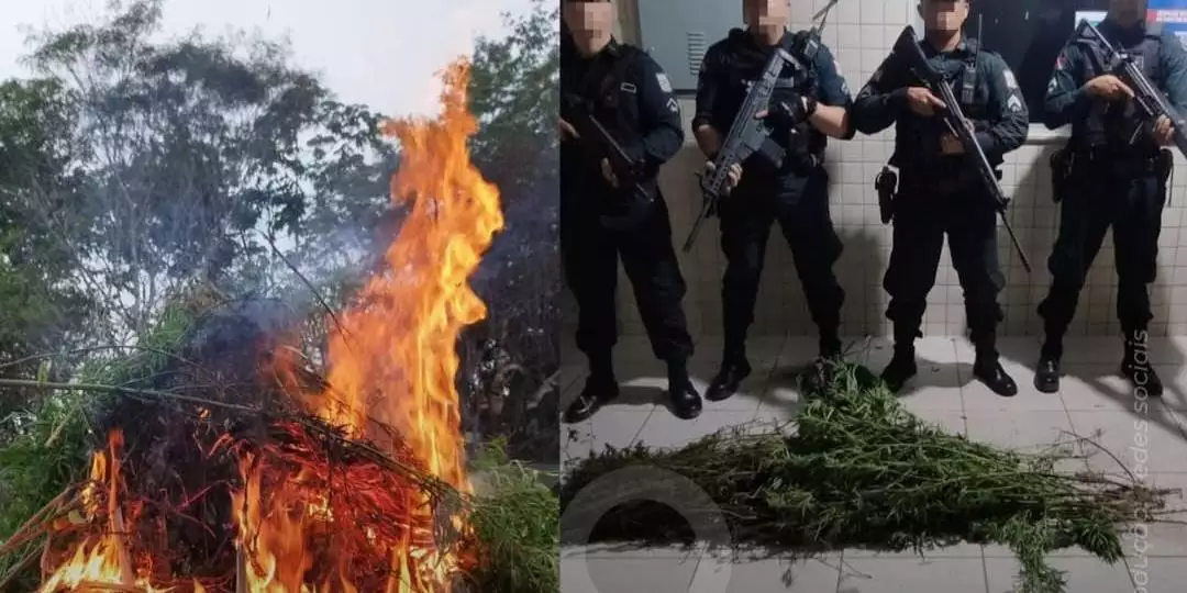 Plantio de maconha é localizado e destruído em área rural no Pará