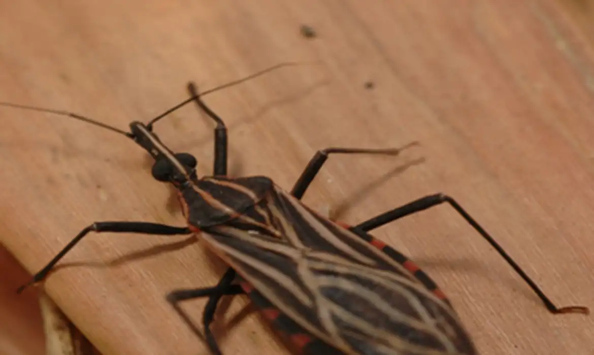 Ministério da Saúde declara surto de doença de Chagas em Ananindeua