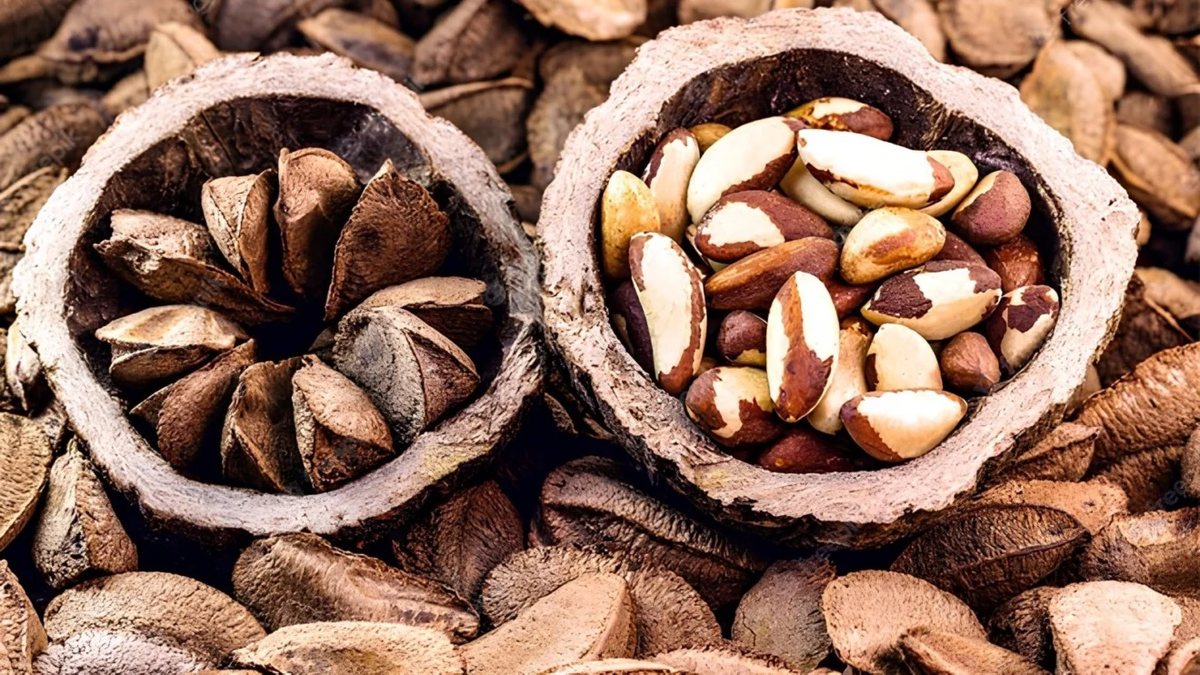 Brasil abre mercado de castanha-do-Pará para a Turquia