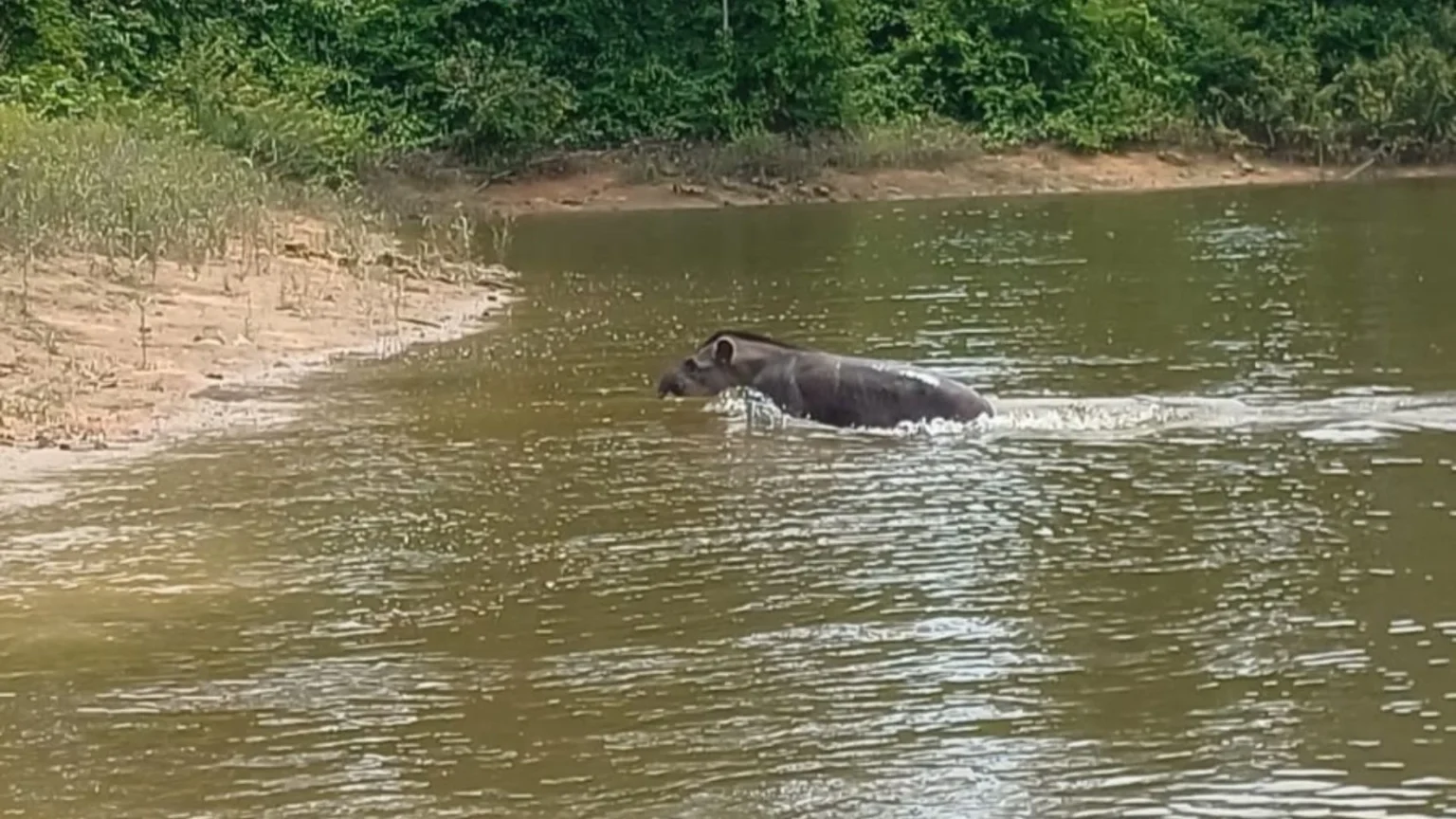 Duas antas são flagradas nadando no reservatório intermediário de Hidrelétrica no Pará