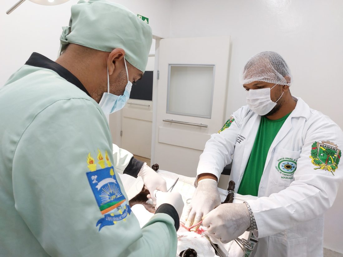 Marabá inicia agendamento para castração gratuita no mês de março