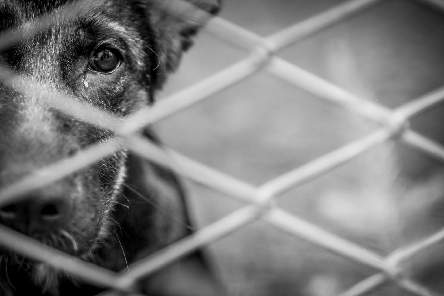 MP do Pará pede prisão preventiva de homem suspeito de agredir cachorro no sul do estado