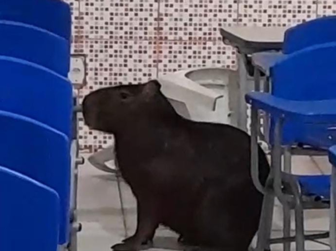 Capivara causa surpresa ao invadir escola de Bragança, no Pará