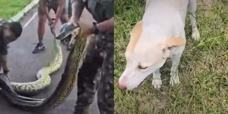 Cachorro é atacado por sucuri dentro de área do Exército em Itaituba