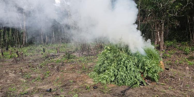 Polícia destrói 30 mil pés de maconha e recupera moto roubada no Pará