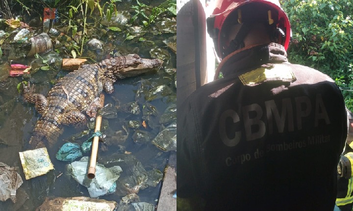 Jacaré é resgatado em quintal de residência no Pará