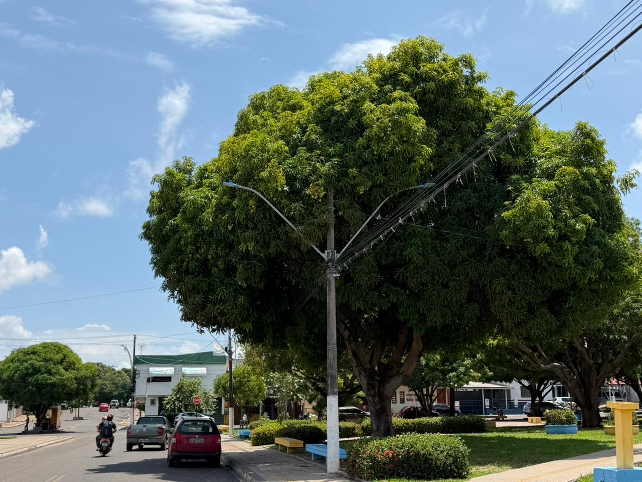 Safra de mangas acende alerta para risco de choques no Pará