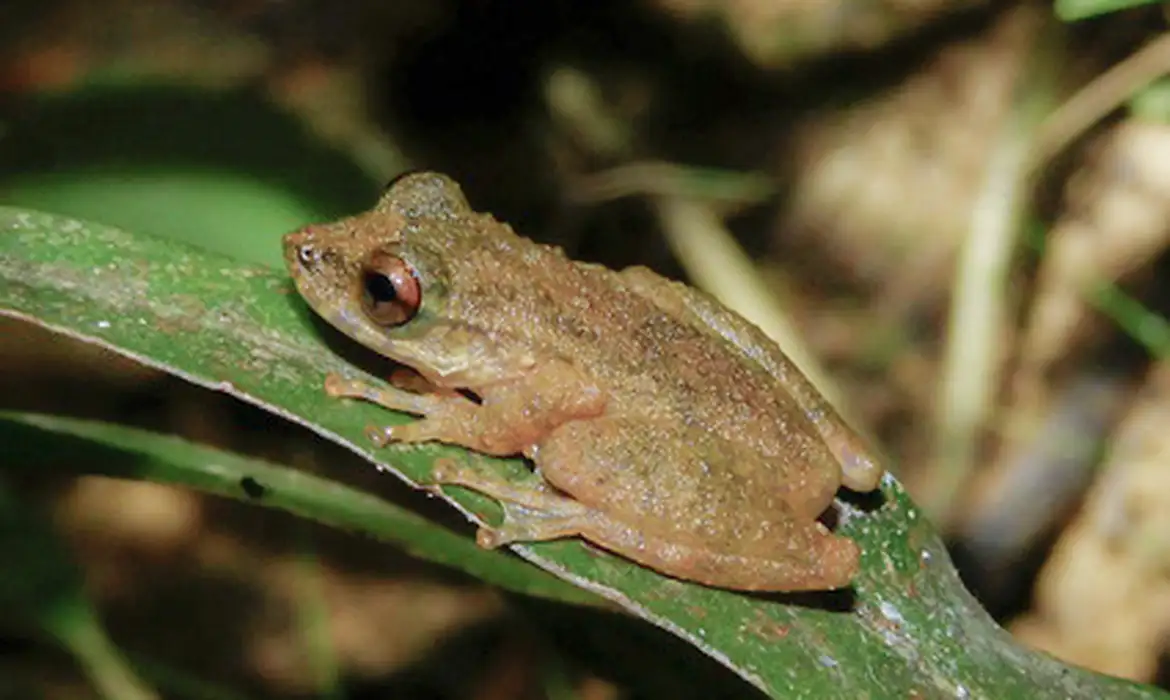 Nova espécie de perereca é descoberta no Brasil