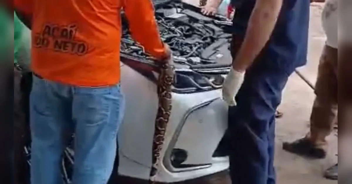 Jiboia surpreende taxista “pedindo carona” no nordeste do Pará