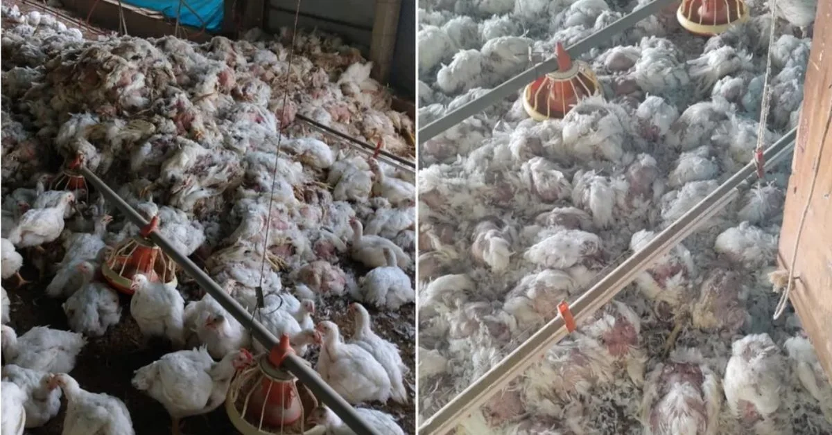Falha de energia mata 20 mil aves em granja e gera prejuízo de R$ 150 mil