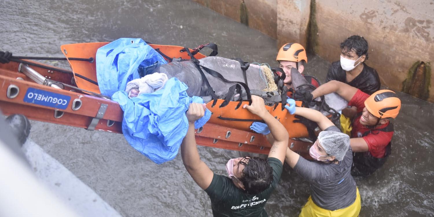 Morre boto-cor-de-rosa resgatado de canal em Belém