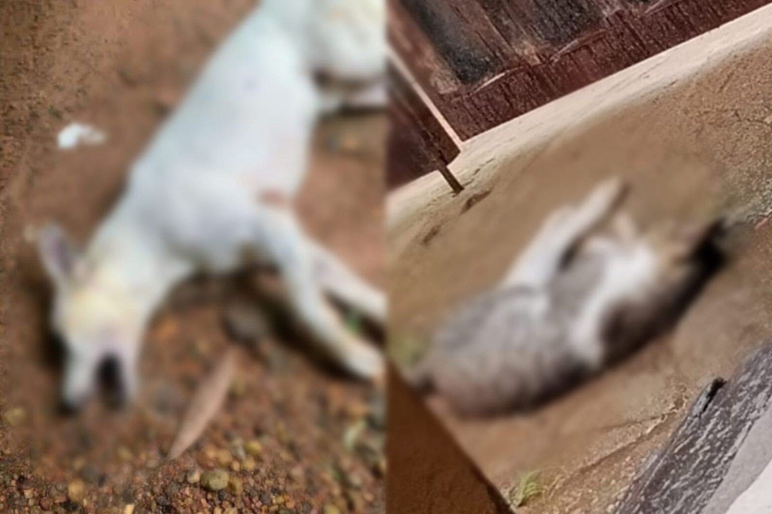 Moradores denunciam morte de cães e gatos por suspeita de envenenamento em Marabá
