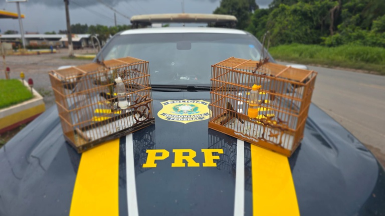 PRF resgata duas aves silvestres na BR-155, em Marabá