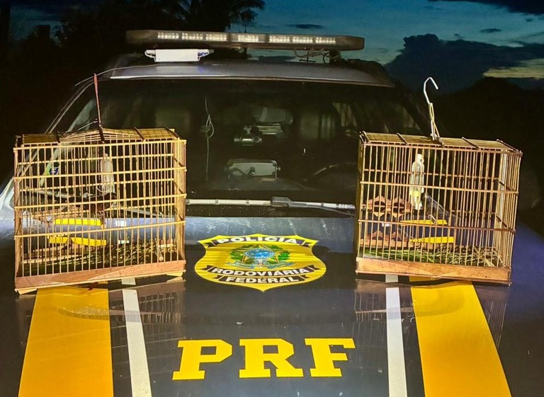 PRF flagra transporte ilegal de pássaros silvestres na BR-230 em Novo Repartimento