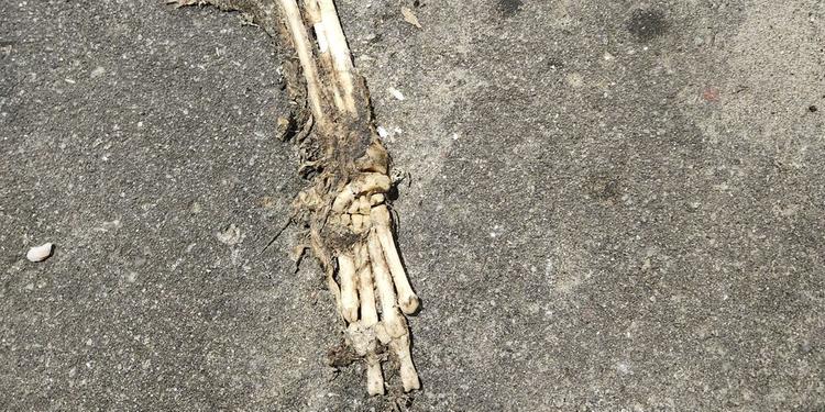 Suposta ossada humana é encontrada no meio da rua em Belém