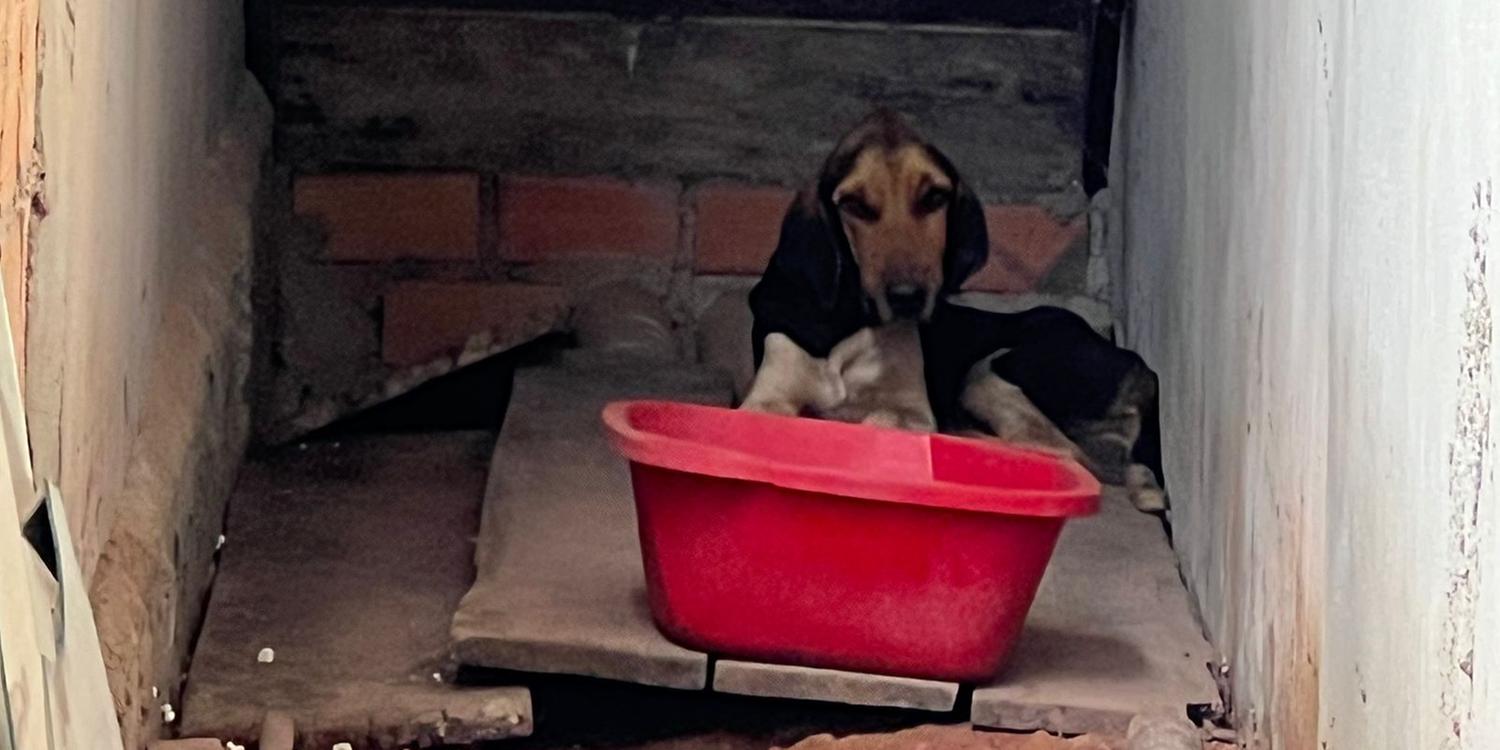 Mulher é presa em flagrante por maus-tratos a seis cães em Tomé-Açu