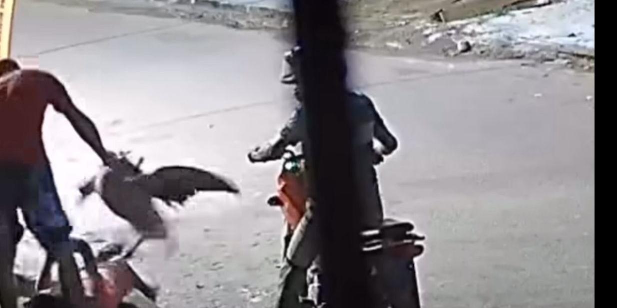 Dupla é presa após assalto inusitado com pato em Tucuruí