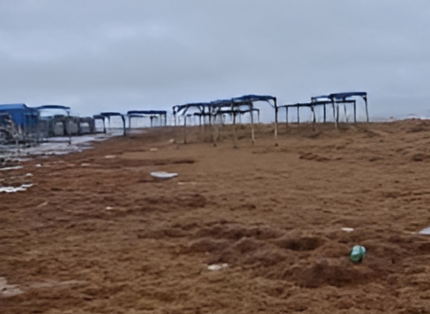 Praia no Pará é tomada por algas marinhas e cenário inusitado viraliza na internet