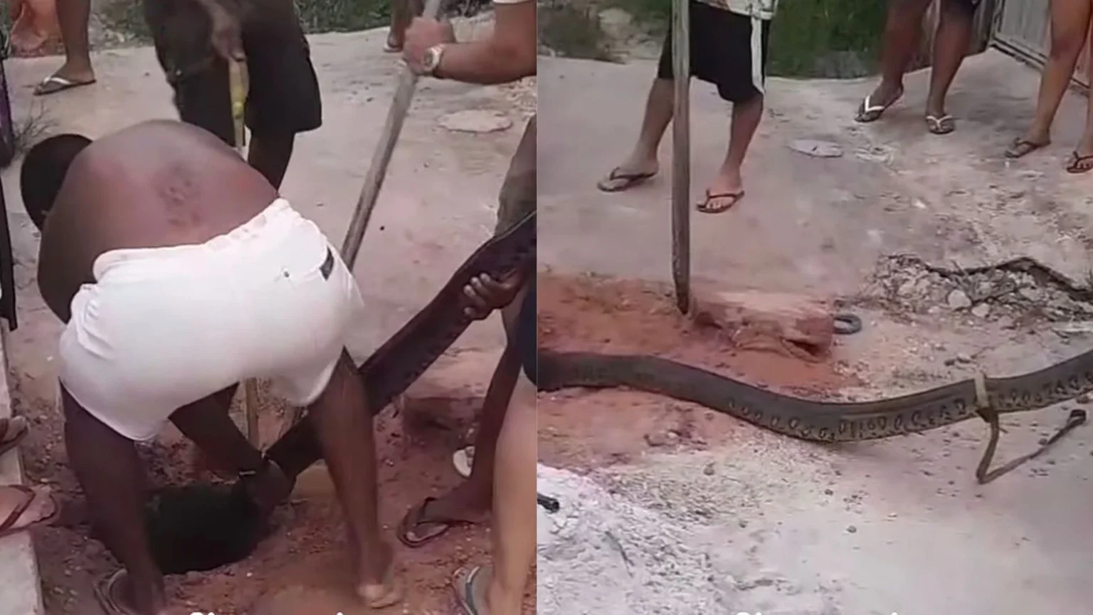 Cobra é retirada de canal após dar susto em comunidade no Pará