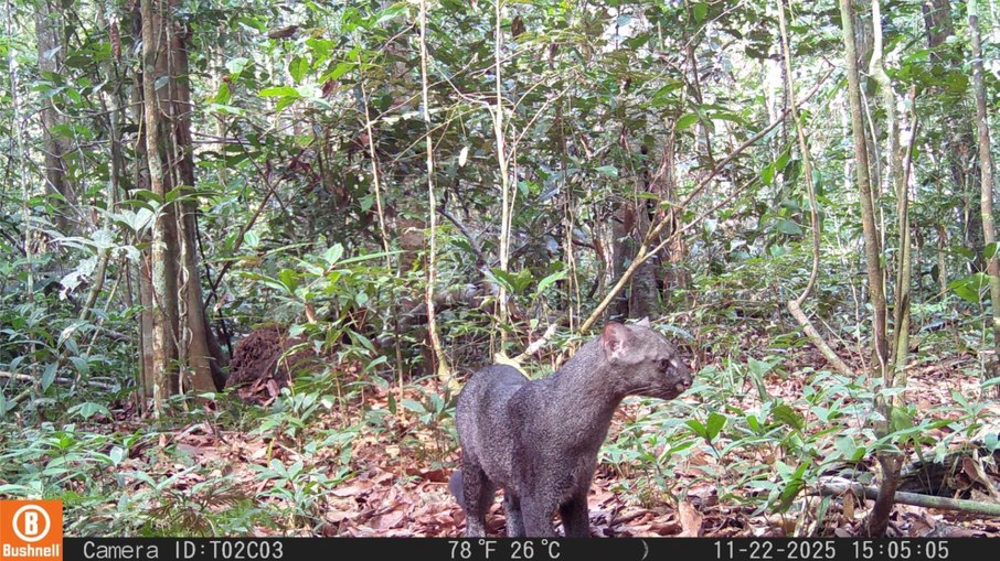 Gato raro ameaçado de extinção é registrado no Pará