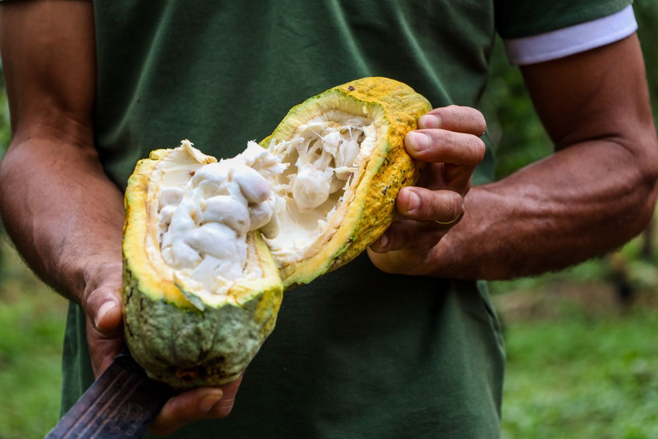 Faepa alerta para risco de colapso na produção de sementes de cacau no Pará