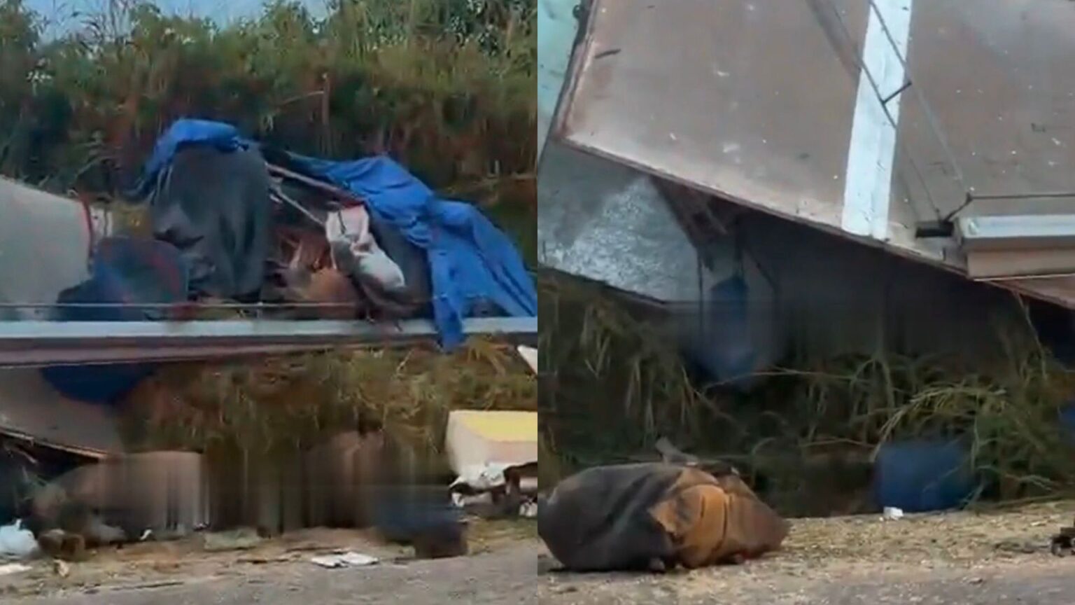 Colisão entre ônibus e caminhão deixa animais mortos e passageiros feridos no Pará
