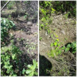 Ossada humana encontrada em Marabá: veja o que já se sabe sobre o caso