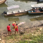 Nadador ajuda bombeiros a resgatar boto ferido no Rio Tocantins, em Marabá