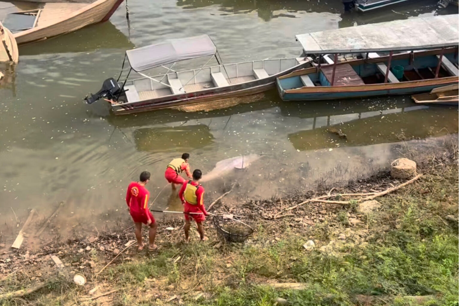 Nadador ajuda bombeiros a resgatar boto ferido no Rio Tocantins, em Marabá