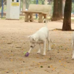 Lei torna crime exercício ilegal da medicina veterinária