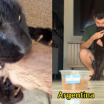 Gato prevê eliminação da Argentina contra Cabo Verde; pet acertou todas as previsões da Copa 2026