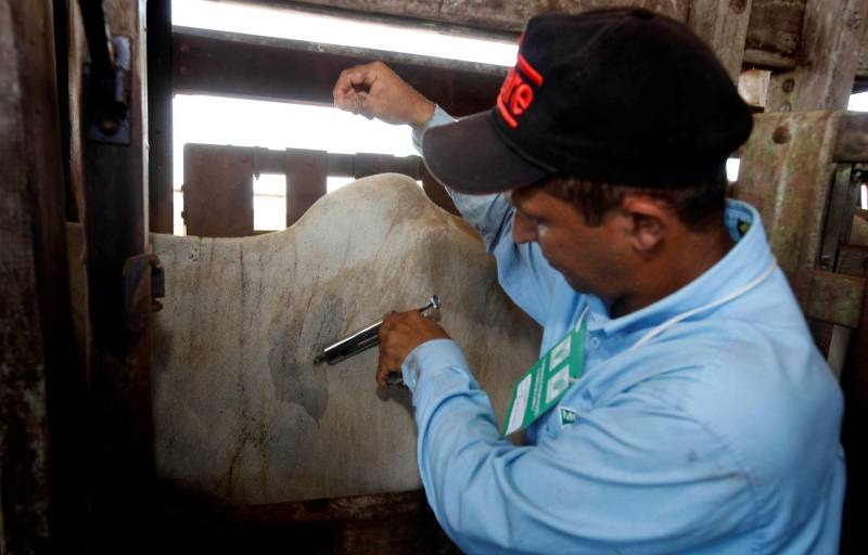 Adepará faz ações de conscientização com ‘Dia B da Brucelose e Tuberculose’