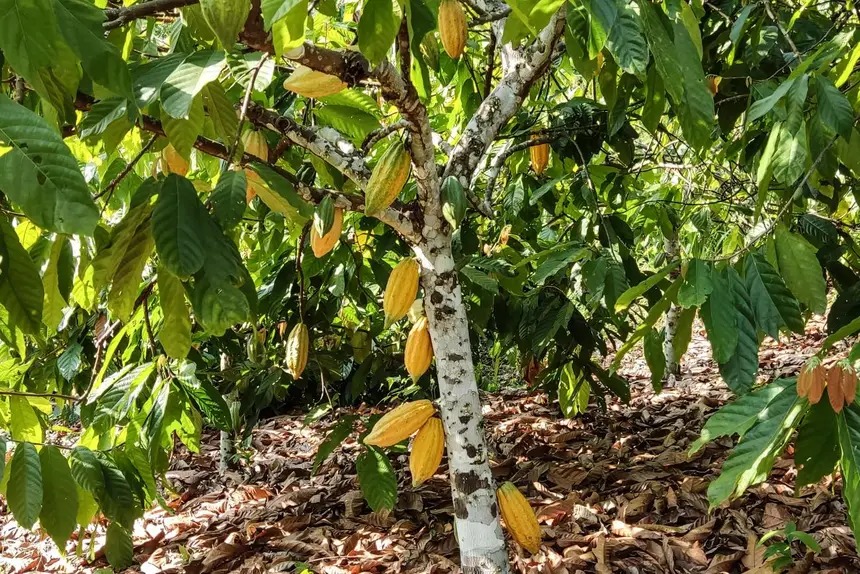 Chocolate vencedor de concurso nacional utiliza amêndoa de cacau do Pará