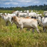 Adepará inicia campanha de atualização cadastral para rebanhos