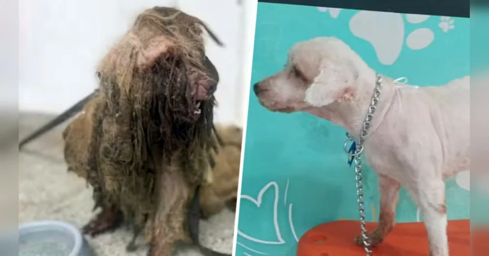 Justiça condena ex-tutora a indenizar cão resgatado com 3 kg de pelos