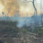 Pará tem 115 focos de calor e entra em monitoramento nacional sobre incêndios florestais