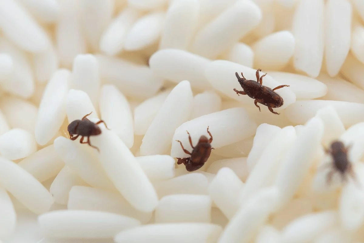Bichinho do arroz: saiba o perigo por traz do parasita conhecido como ‘gorgulho’