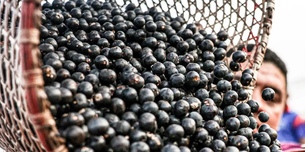 China abre processo para importação de polpas e frutas congeladas do Brasil